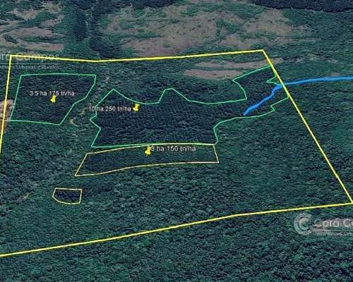 Se Vende 60 Ha con Pino y Arroyo Misiones.