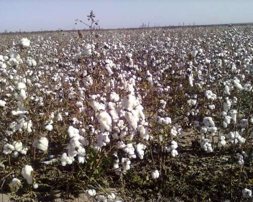 1200 Has. con Riego al SUR de Santiago.