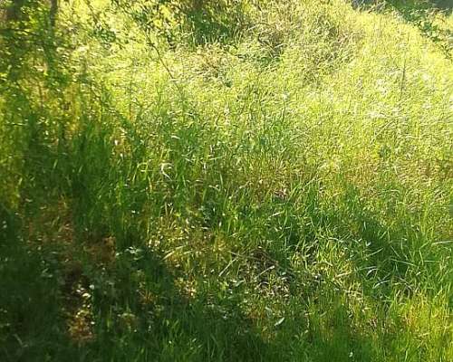 En Alquiler 165 Has Ganaderas. Buen Precio