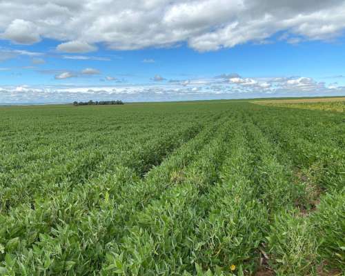 Campo en Venta 380ha Prov San Luis