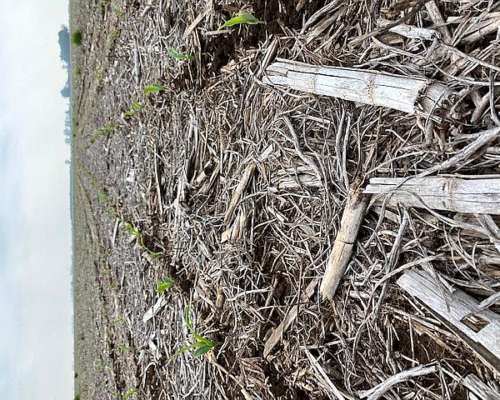 Venta 75 Has Monte Cristo