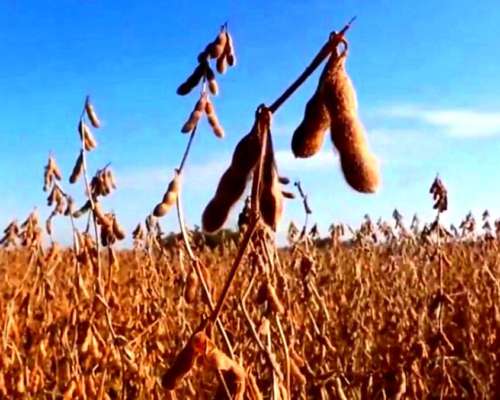 1100 Ha Sobre Ruta, Cercanas a Diego de Alvear