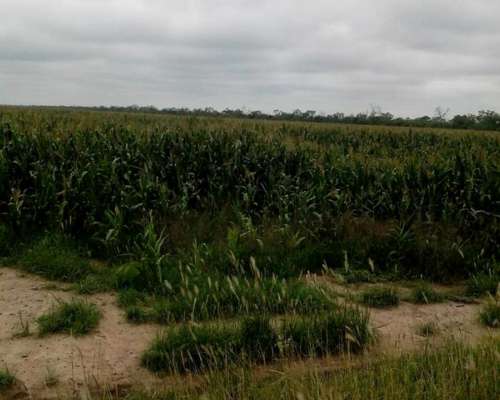 El Bobadal, Jimenez, Santiago del Estero, Argentina