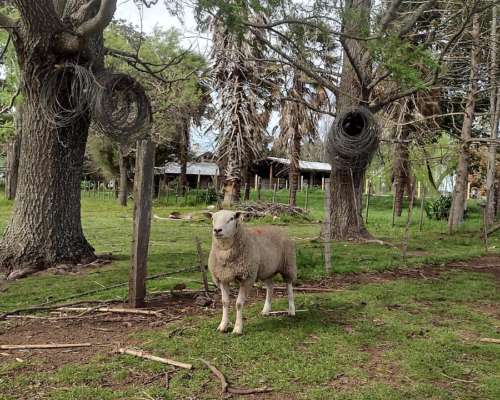 Carneros y Ovejas Texel