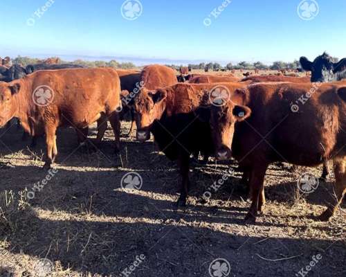 Campo en Venta de 781 Has, Cortaderas, San Luis. Campo Mixto