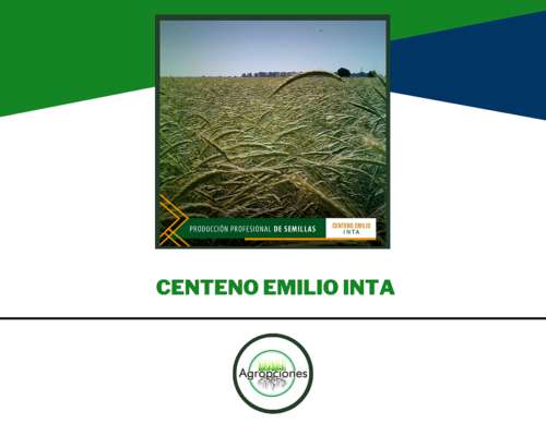 Semilla de Centeno Emilio Inta Certif - Criadero el Cencerro