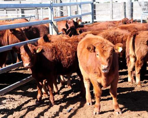 Alsblet Reteniel 90 Terneros Puros 160 Kg 1900 Kg