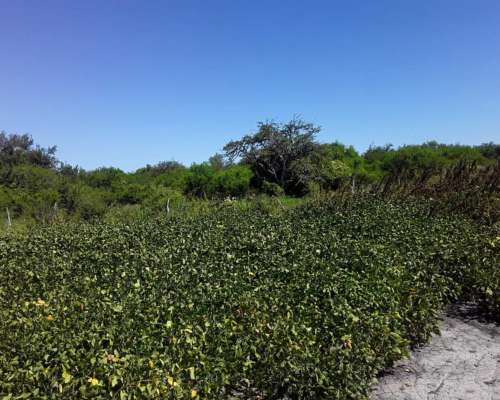 650 Hectareas Mixtas E. Rios