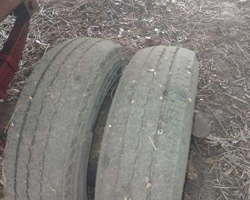 Maicero de Grande de 10 a 70 cm