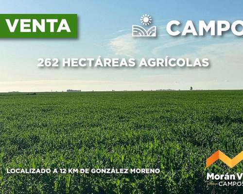 262 Ha a 12 km de González Moreno, Provincia de Buenos Aires