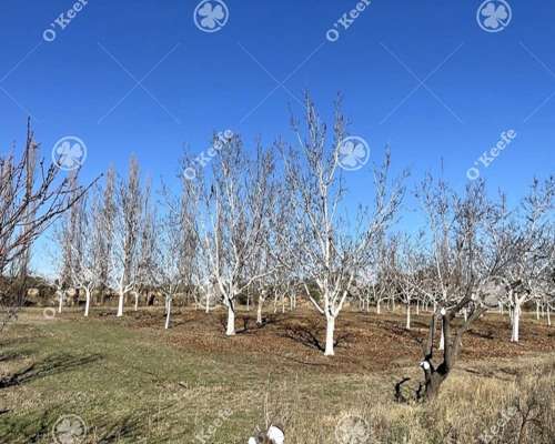 Campo en Venta de 781 Has, Cortaderas, San Luis. Campo Mixto