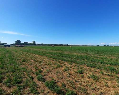 Campo Agrícola de 40 Hectáreas en Rueda (santa FE)