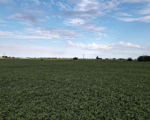 6 Ha Agricolas en Centeno. Suelo Clase 2. Ingreso por RN 34.
