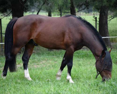 Padrillo Criollo PP de Andar
