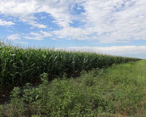 1.524 Has. en Venta - Bolívar - Buenos Aires.