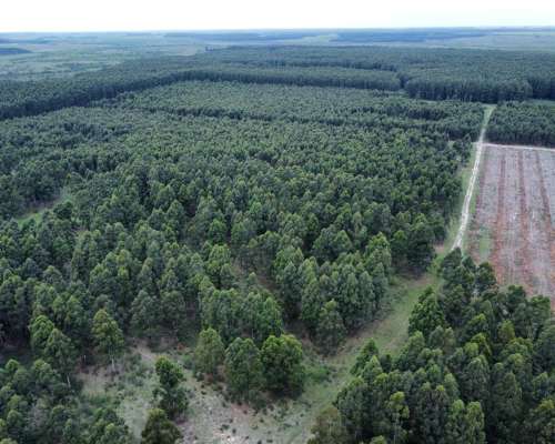 289 Has muy Buen Campo Forestal y Ganadero en Entre Ríos