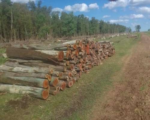 Vendo Leña de Eucaliptus Colorado