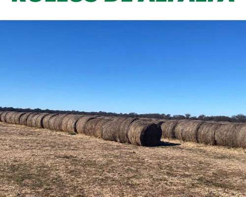 Rollos Alfalfa, Moha, Sorjo Forrajero Azuc, Vicia