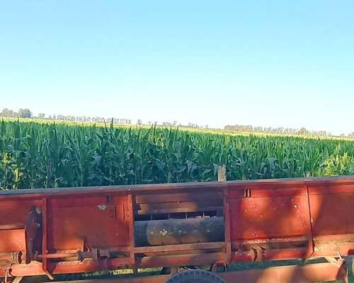 Cabezal Girasolero Vassalli Liquido