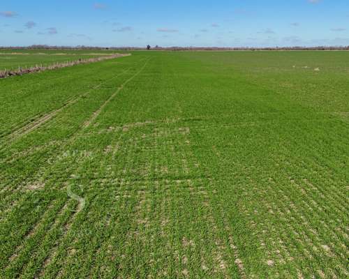 Venta Campo Agrícola. 87 HA. Santa Maria, Santa FE