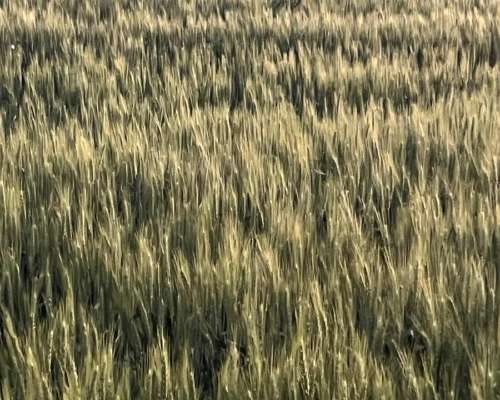 Campo de Privilegio 70 Hectáreas