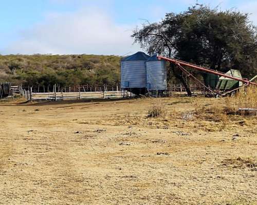 Alquiler o Venta Ganadero Potrerillo (san Luis) 180 Has