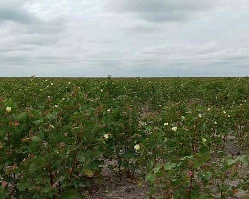 Campo Mixto 2.000ha - las Avispas Santa FE