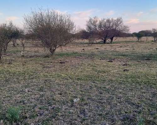 Mil Has. Ganadero Sobre Asfalto