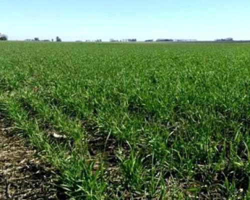 Venta 250 Has 100% Agrícola, Balcarce.