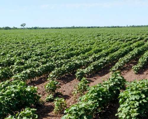 Campo Agricola 589 Has - Tres Isletas Chaco