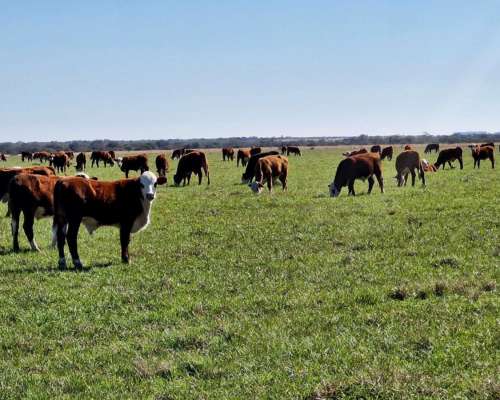 Mercedes, Corrientes - 4.050 Ha