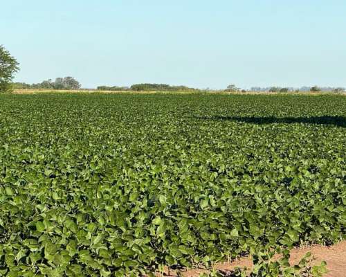 Campo 178 Hectáreas Agrícola