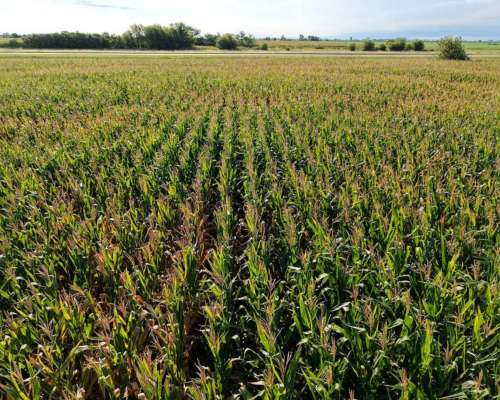 21 Has Agrícolas en San Genaro. Sobre Asfalto.