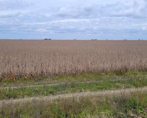 Vendo Campos en Zona Entre Ríos Totalmente Agrícola Contacto - Agroads