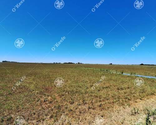 Campo Mixto en Venta 90 Has en Ranchos, con Buen Acceso