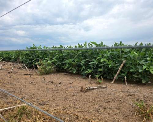 700 Hectáreas Agrícolas Fraga