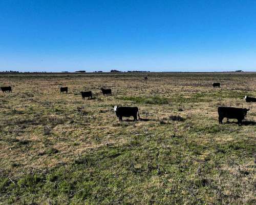 Pcia. de Santa FE - Aaron Castellanos 1125 Has