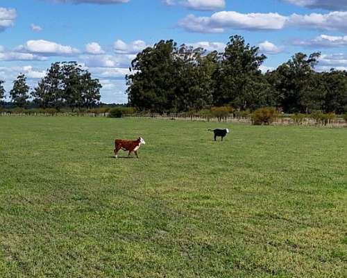 Vendo Campo 390 Hectáreas Entre Chajarí y Federacion