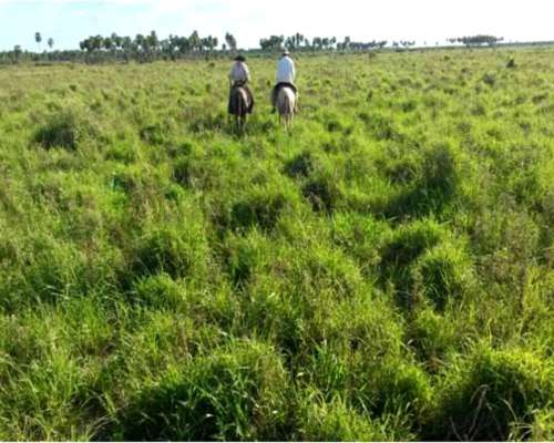 Patiño , Formosa - 7058ha