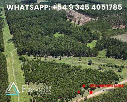 83 Has Forestales (con Madera y Rebrotes) a 1 km de Asfalto