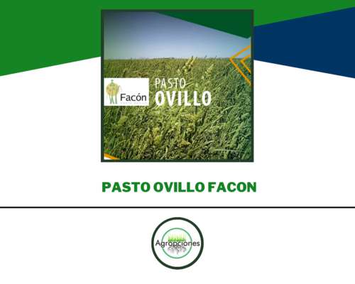 Semilla de Pasto Ovillo Facon - Criadero el Cencerro