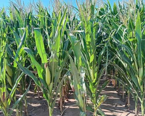 55 Ha en Venta en Monte Cristo