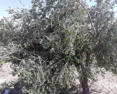 55 Hectareas con Olivos Aimogasta la Rioja