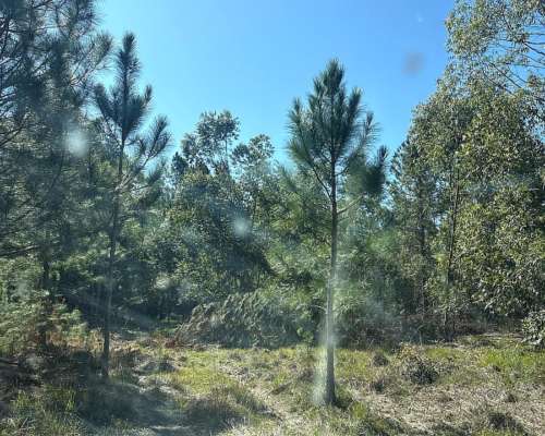 San Miguel 680 Has Forestal/ganadero Buen Precio