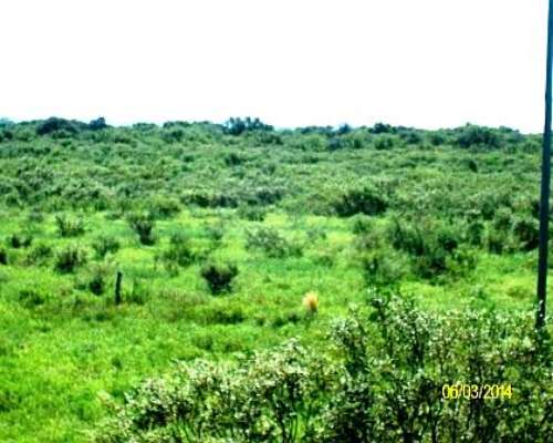 Excelente Campo Ganadero a 8 KMS del Centro de San Luis