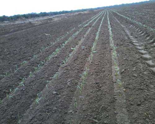 Campo de 250 Has con Riego - Bajó el Precio a U$S 2900