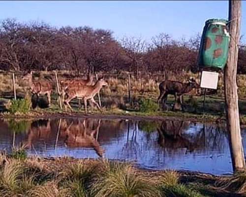 Se Vende Coto de Caza de 1435 Has en la Pampa