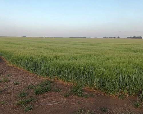 Vendo Buen Campo Mixto