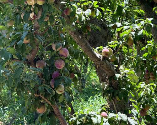 Finca de Ciruelos en Corralitos Mendoza