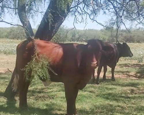 Vende Campo - 80 Ha - Fraga, San Luis